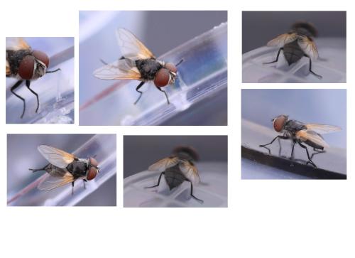 Réf. 345 354 : Elomya lateralis